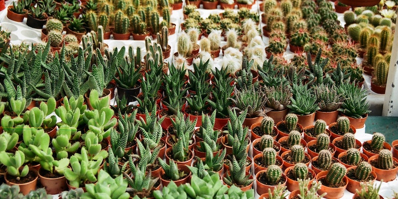 Quais são as suculentas mais fáceis de cultivar para iniciantes?