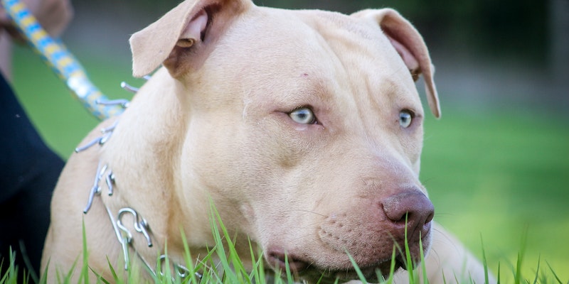 Dez Curiosidades sobre o Cachorro Pitbull | Confira!