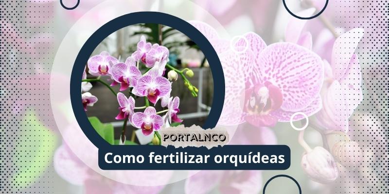 Como fertilizar orquídeas. Foto: Canva / Portal NCO