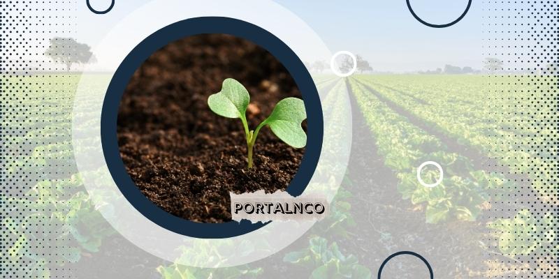 Agricultura de excelência: inovações para garantir a melhor qualidade das plantações no campo. Foto: Canva